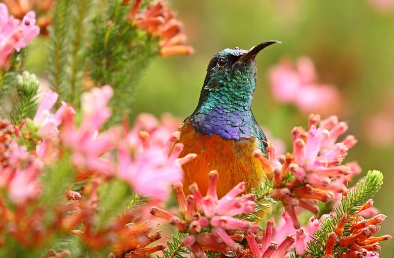 Colorful Blooms