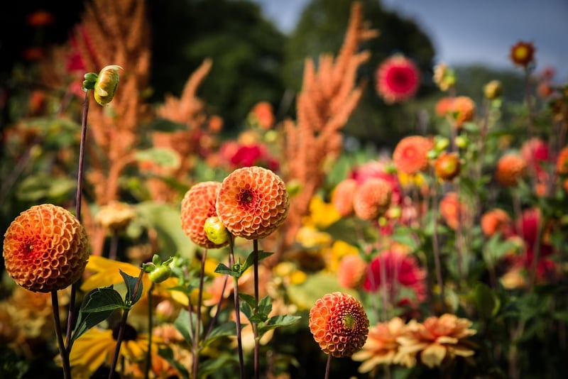 Colorful Blooms in a Garden