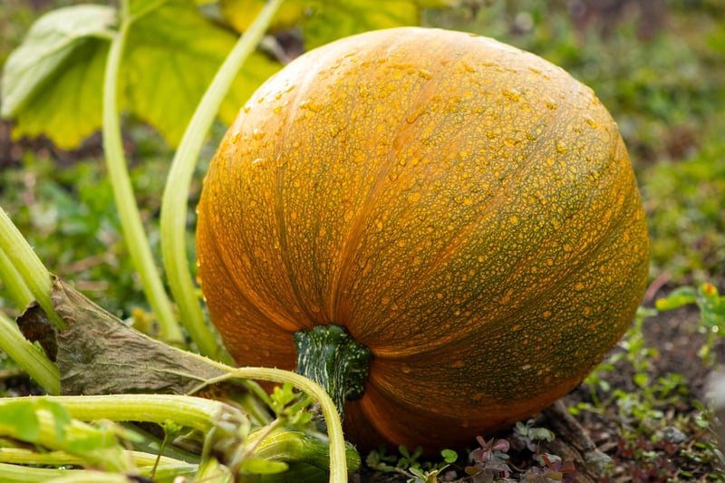 Autumn Garden Care