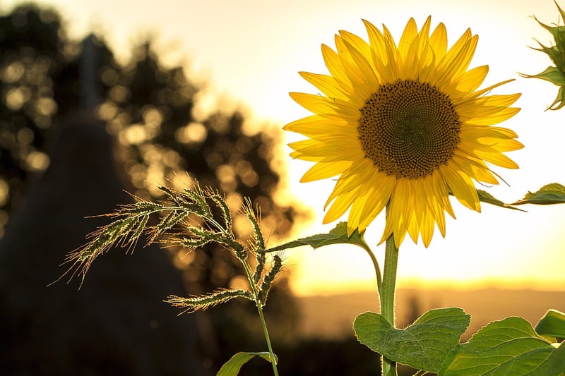 Summer Garden Care