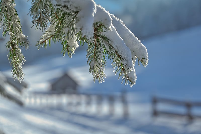 Winter Garden Care